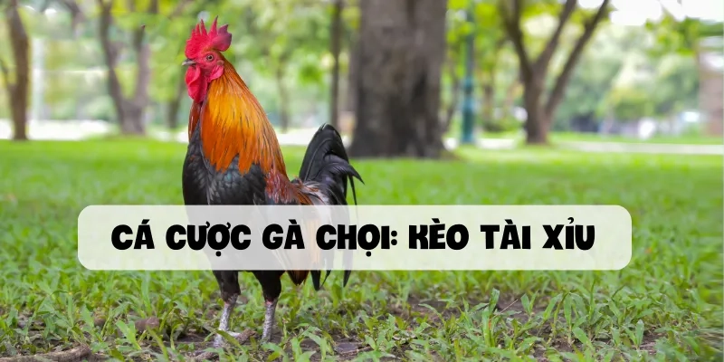 Cá cược gà chọi Kèo tài xỉu