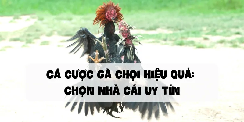 Chọn nhà cái uy tín