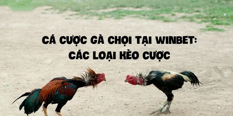 Cá cược gà chọi hiệu quả Chọn nhà cái uy tín