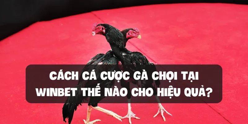 Cách tính lợi nhuận khi cá cược gà chọi tại f8bet