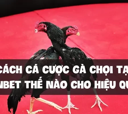 Cách cá cược gà chọi tại F8bet thế nào cho hiệu quả?